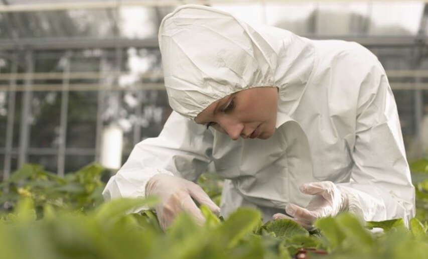 Die EU schafft einen neuen Rechtsrahmen für Pflanzen aus Neuen Genomischen Techniken.
